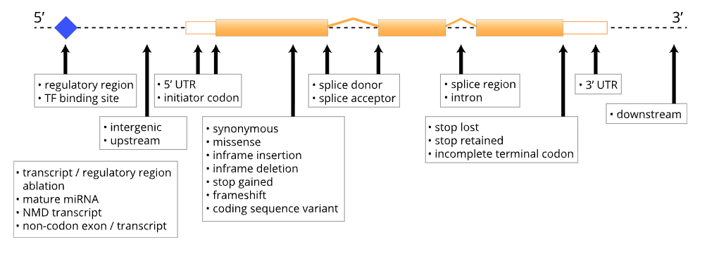 Variant consequence overview